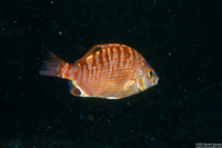 Hypsurus caryi (Rainbow Seaperch)