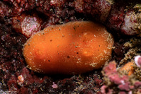 Rostanga pulchra (Red Sponge Dorid)