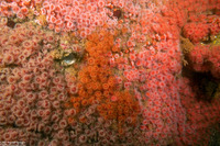 Corynactis californica (Club-Tipped Anemone)