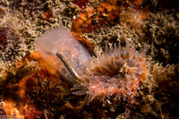 Corella willmeriana (Corella Willmeriana)