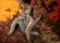 Pisaster giganteus (Giant Spined Star)