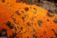 Didemnum carnulentum (Didemnum Carnulentum)