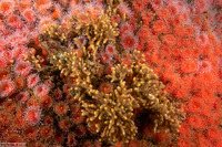 Celleporina sp.1 (Staghorn Bryozoan)