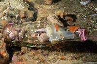 Kellia laperousii (Smooth Kelly Clam)