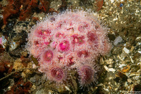 Corynactis californica (Club-Tipped Anemone)