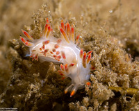 Coryphella trilineata (Three-Lined Aeolid)