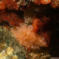 Oxylebius pictus (Painted Greenling)