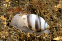 Rictaxis punctocaelatus (Striped Barrel Shell)