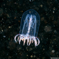 Polyorchis penicillatus (Bell Medusa)