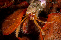 Orthopagurus minimus (Toothshell Hermit Crab)