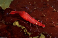 Heptacarpus stylus (Stiletto Shrimp)