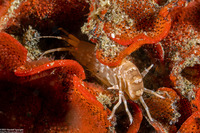 Sunamphitoe humeralis (Kelp Amphipod)