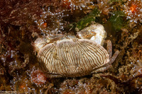 Cancer productus (Red Rock Crab)