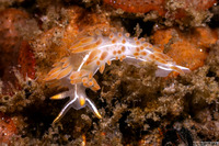 Coryphella trilineata (Three-Lined Aeolid)