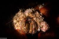 Pagurus beringanus (Bering Hermit Crab)