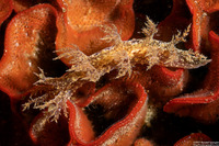 Dendronotus venustus (Branched Dendronotus)