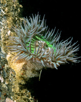 Anthopleura sola (Sunburst Anemone)