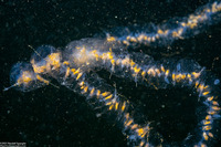 Praya sp.1 (Praya sp.1)