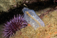 Corella willmeriana (Corella Willmeriana)