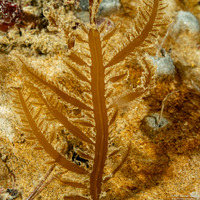 Desmarestia ligulata (Flattened Acid Kelp)