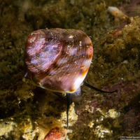 Tegula pulligo (Brown Turban Snail)