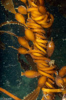 Macrocystis pyrifera (Giant Kelp)