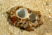 Panopea generosa (Geoduck Clam)