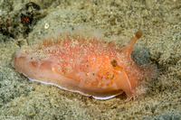 Tritonia tetraquetra (Pink Tritonia)