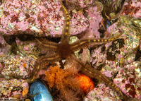 Ophiopteris papillosa (Flat-Spined Brittle Star)