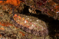 Haliotis walallensis (Flat Abalone)