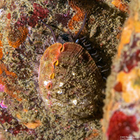 Haliotis walallensis (Flat Abalone)