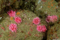 Okenia rosacea (Hopkins' Rose Nudibranch)