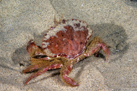 Romaleon antennarium (Pacific Rock Crab)