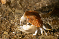 Cancer productus (Red Rock Crab)