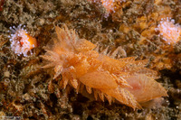 Dirona picta (Colorful Dirona)