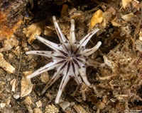 Halcampa crypta (Cryptic Burrowing Anemone)