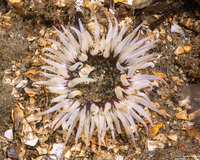 Anthopleura artemisia (Moonglow Anemone)