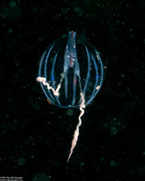 Pleurobrachia bachei (Sea Gooseberry)