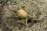 Scleroplax granulata (Burrow Pea Crab)