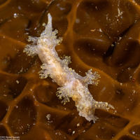 Dendronotus venustus (Branched Dendronotus)