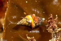 Alia carinata (Carinate Dovesnail)