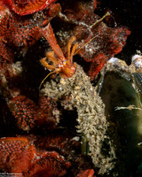 Orthopagurus minimus (Toothshell Hermit Crab)
