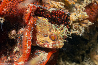 Neoclinus stephensae (Yellowfin Fringehead)