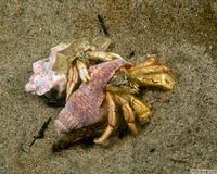 Isocheles pilosus (Moonsnail Hermit Crab)