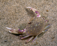Metacarcinus gracilis (Graceful Crab)