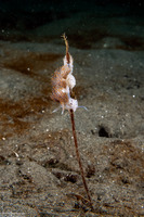 Hermissenda opalescens (Opalescent Nudibranch)