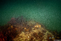 Order Mysida (Mysids)