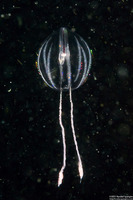Pleurobrachia bachei (Sea Gooseberry)