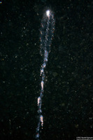 Nanomia bijuga (Nanomia Bijuga)