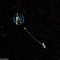 Pleurobrachia bachei (Sea Gooseberry)